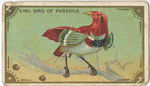 King bird of paradise.