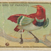 King bird of paradise.