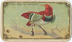 King bird of paradise.