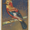 Crested jay.