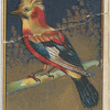 Crested jay.