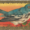 Cerulean warbler.