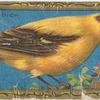 Goldfinch.