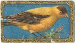 Goldfinch.