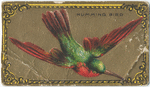 Humming bird.
