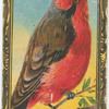 Vermilion flycatcher.