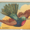 De rhami garnet.