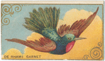 De rhami garnet.