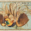 Bird of paradise (Marquis Raggi's)