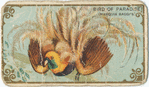 Bird of paradise (Marquis Raggi's)