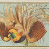 Bird of paradise (Marquis Raggi's)
