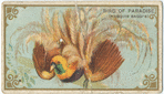 Bird of paradise (Marquis Raggi's)