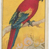 Red-and-blue macaw.