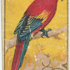 Red-and-blue macaw.