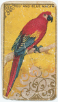 Red-and-blue macaw.