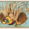 Bird of paradise (Marquis Raggi's)