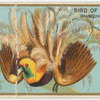 Bird of paradise (Marquis Raggi's)