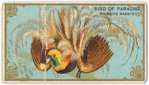 Bird of paradise (Marquis Raggi's)