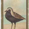 Black bellied plover.