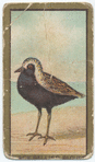 Black bellied plover.