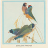 Gouldian Finches.