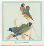 Gouldian Finches.