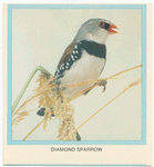 Dimond Sparrow.
