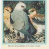 Black Shouldered Kite and young.