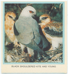 Black Shouldered Kite and young.