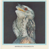 Marbled Frogmouth.