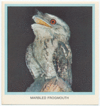 Marbled Frogmouth.