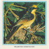 Helmeted Honeyeater.