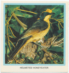 Helmeted Honeyeater.