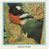 Scarlet Robin.