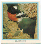 Scarlet Robin.