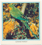 Superb Parrot.