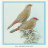 Red Browed Finches.