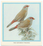 Red Browed Finches.