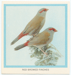 Red Browed Finches.