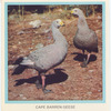 Cape Barren Geese.
