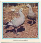 Cape Barren Geese.