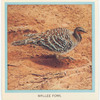 Mallee Fowl.
