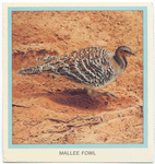 Mallee Fowl.