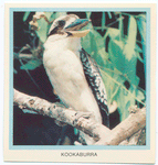 Kookaburra.