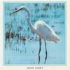 White Egret.
