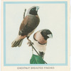 Chestnut Breasted Finches.