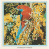 Crimson Parrot.