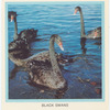 Black Swans.