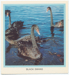 Black Swans.