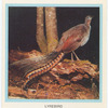 Lyrebird.